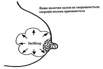 molochna zaloza
